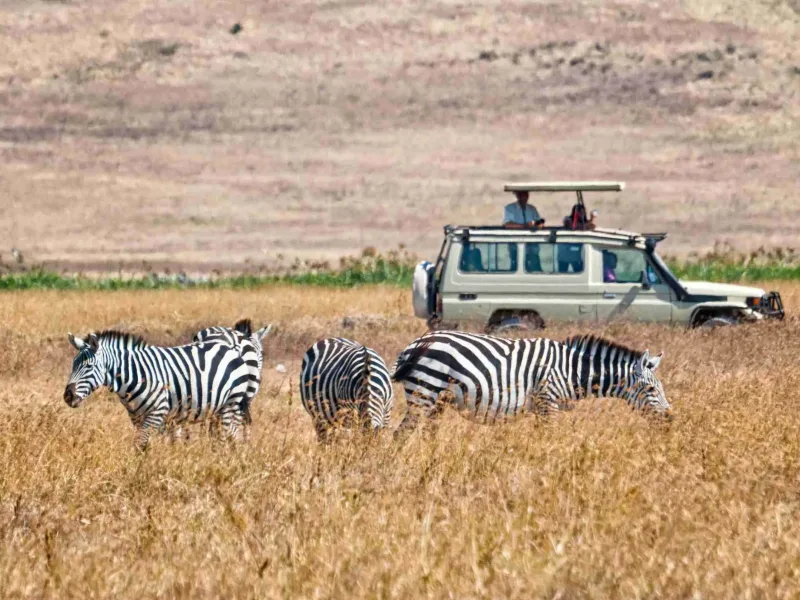 Tourists watch zebra from a 4x4 car during a Safari