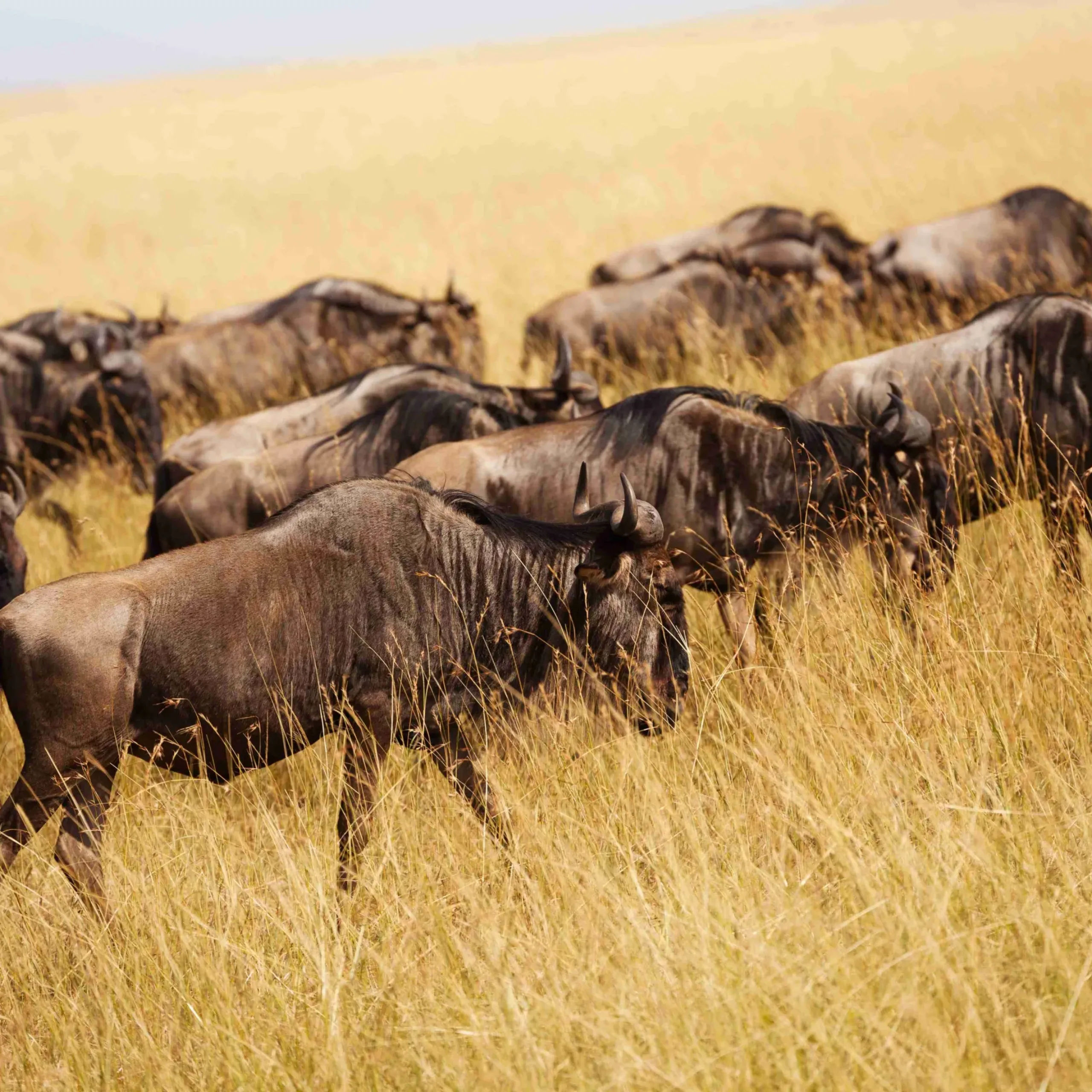 Big herd of blue wildebeests pasturing at Kenyan savanna, Africa