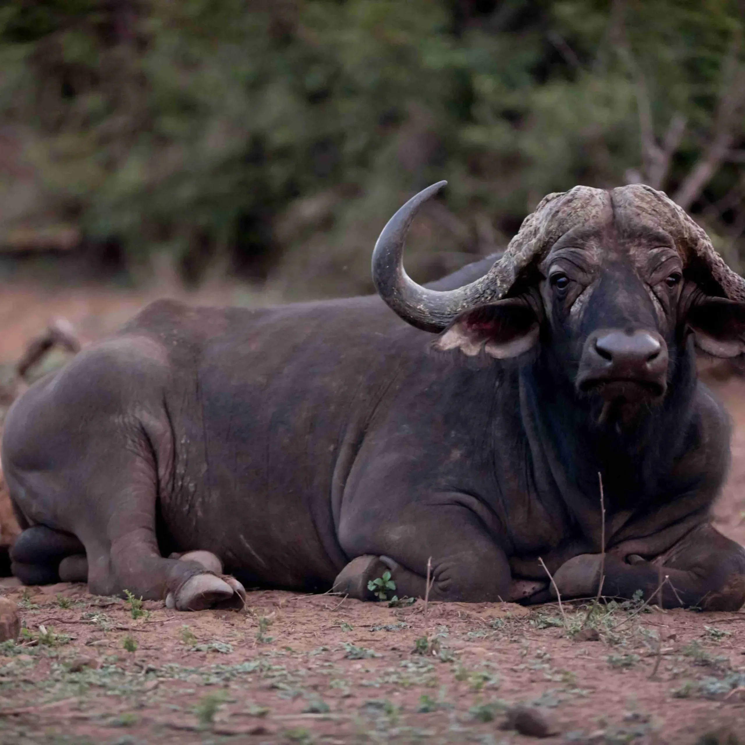 An african buffalo resting on the ground with a blurred background