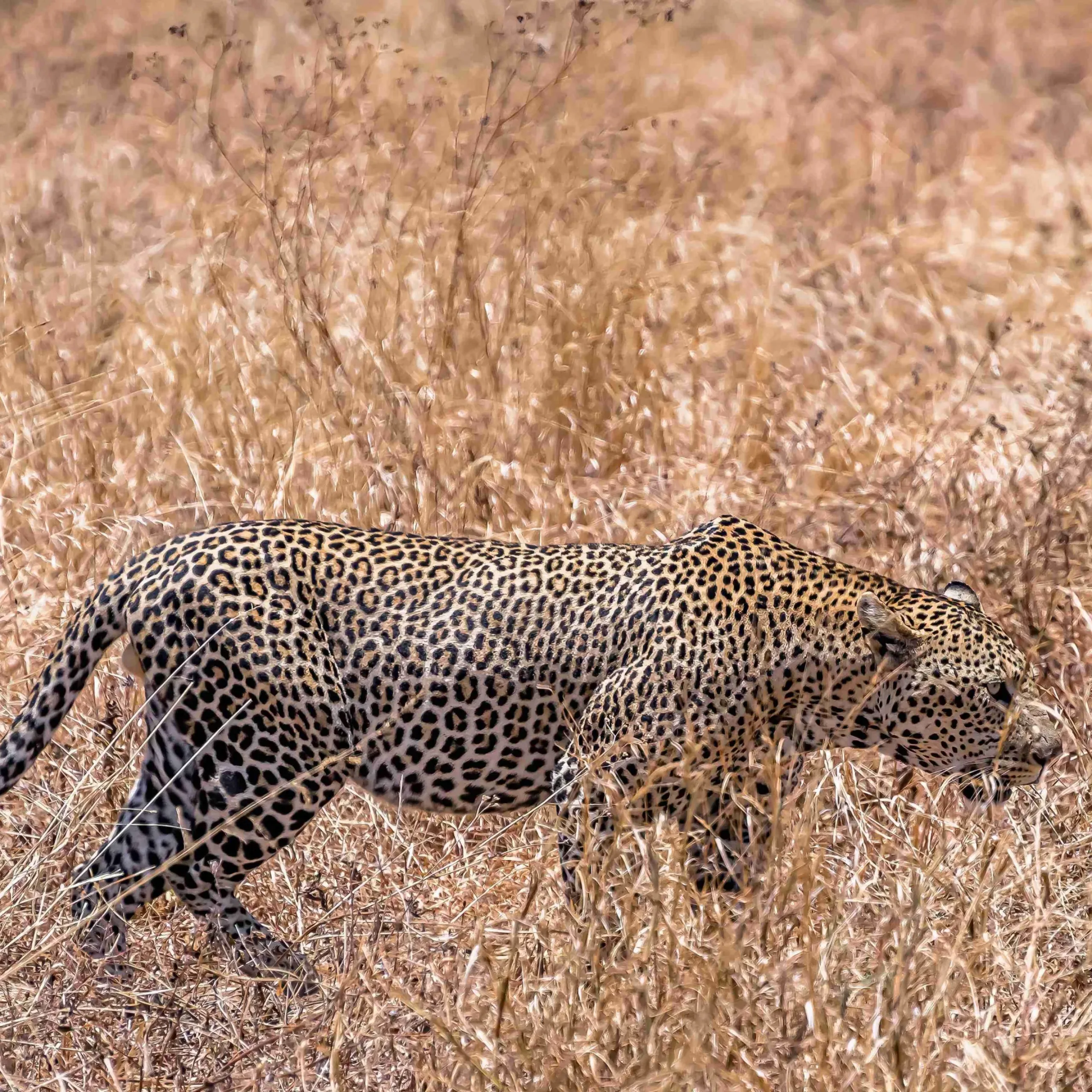 An African leopard walking in a dry grassy field during daytime