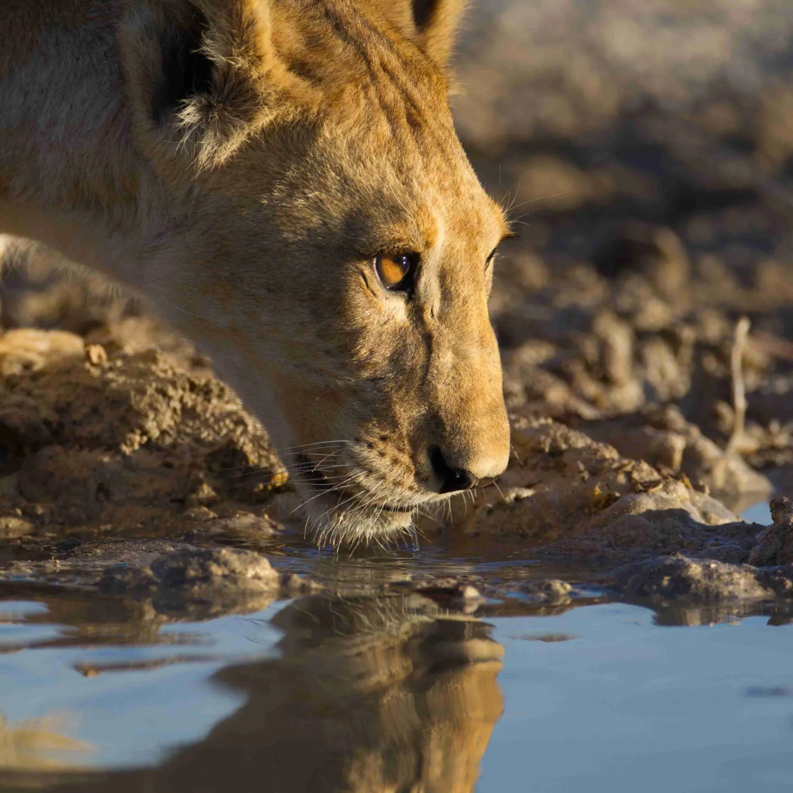 A vertical shot of a beautiful lioness drinking water from the lake with her reflection in the water