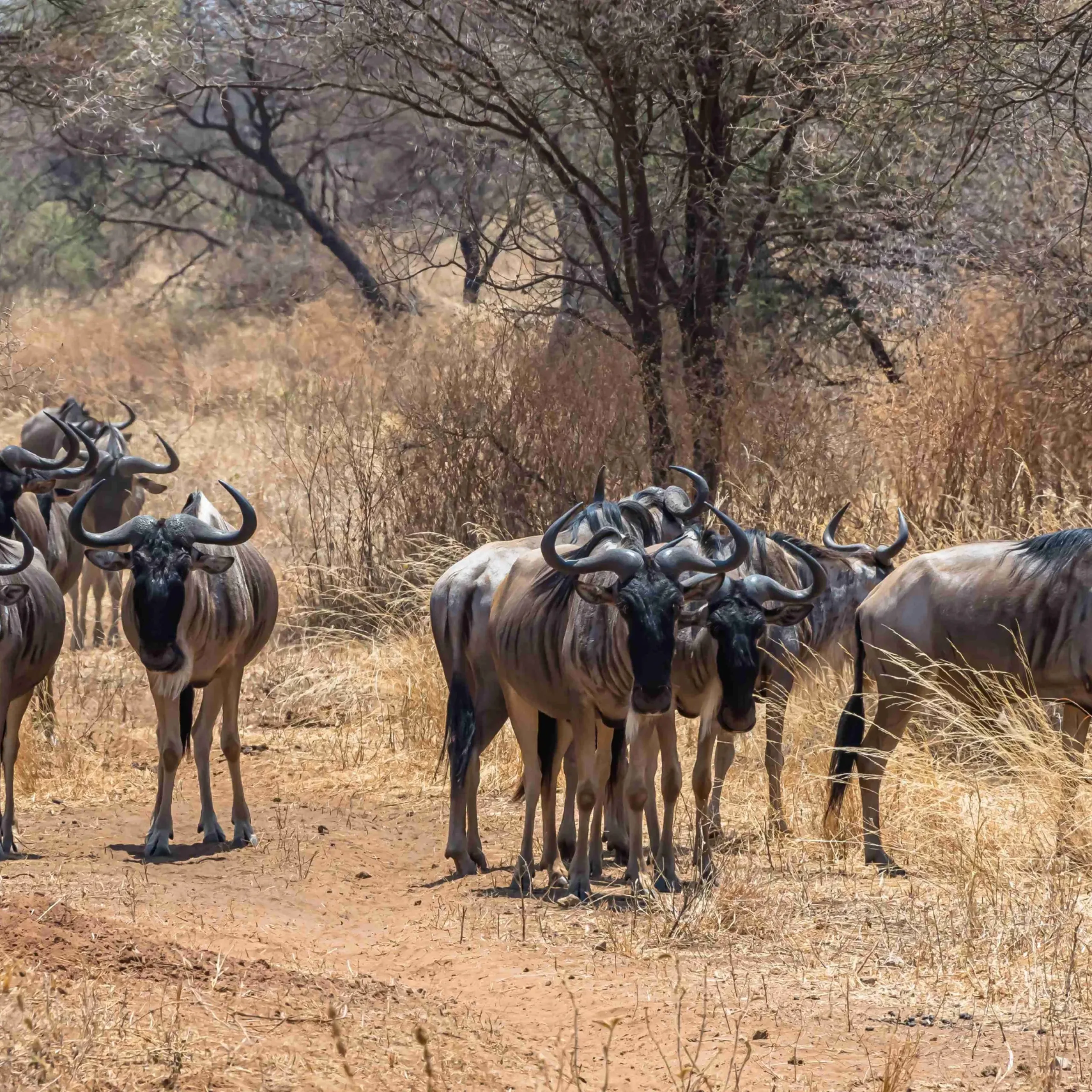 A beautiful shot of the group of African wildebeests on a grassy plain