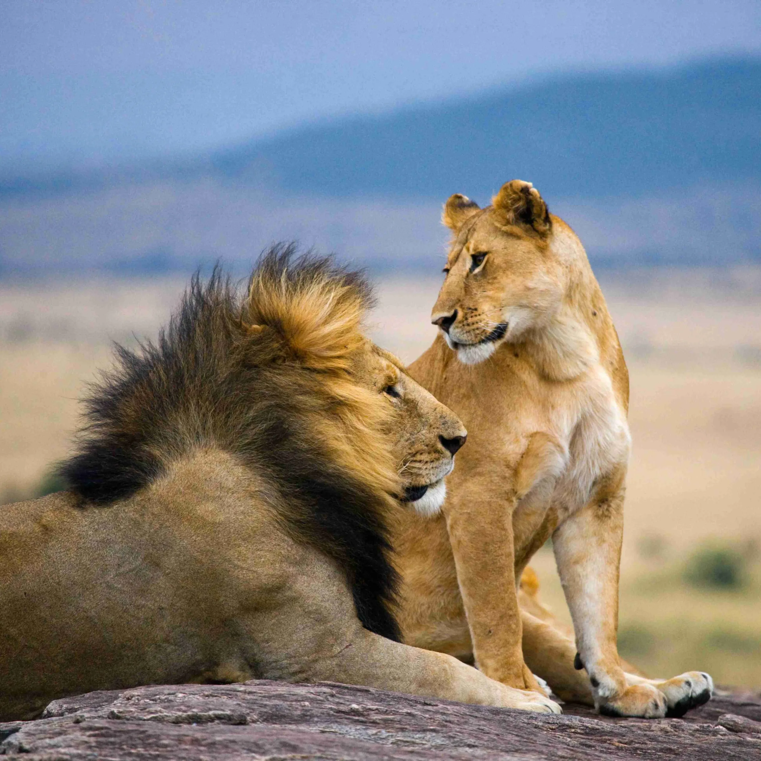 Big male lion with gorgeous mane and lioness on a big rock. Nati