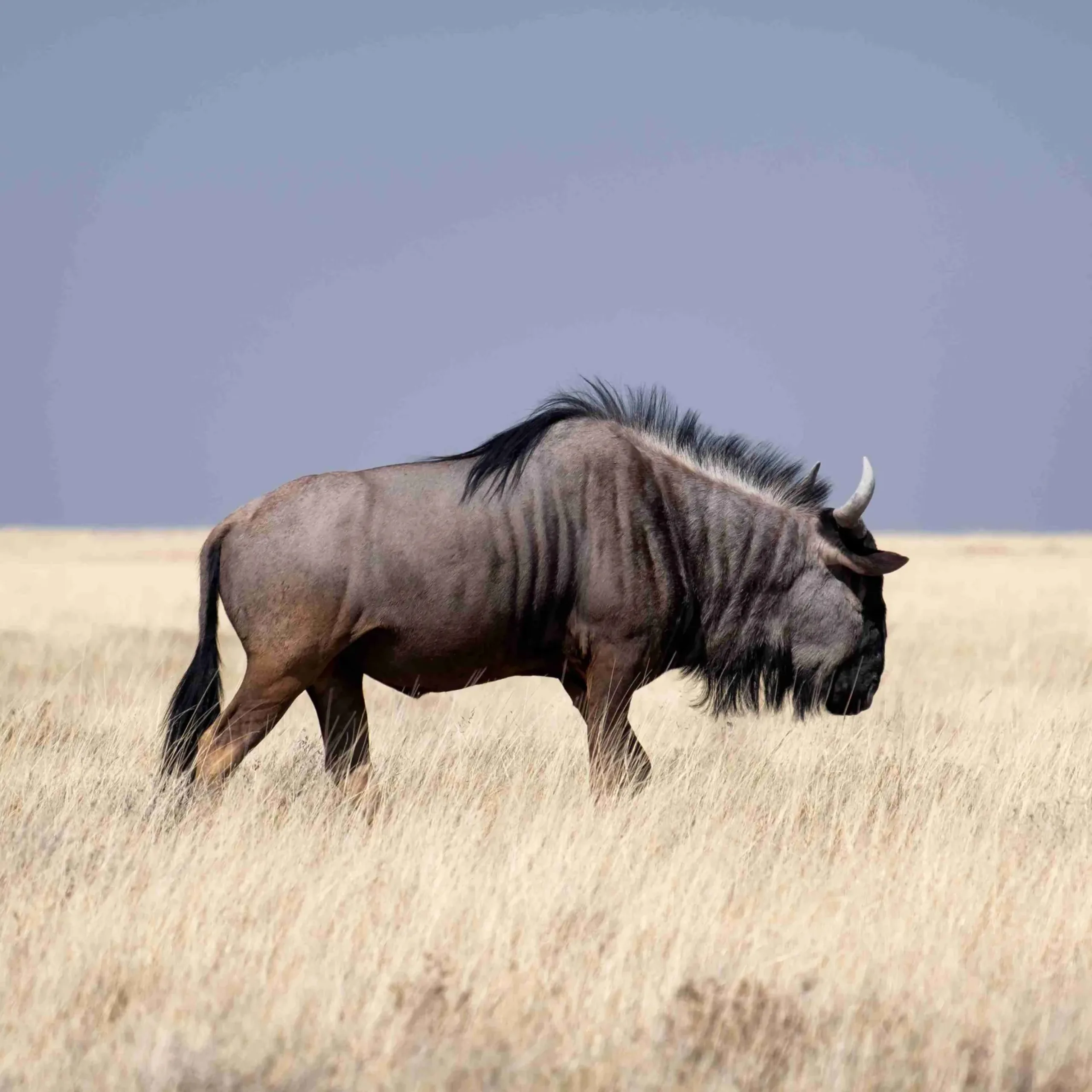 A brown wildebeest walking in a grassy field under the blue sky