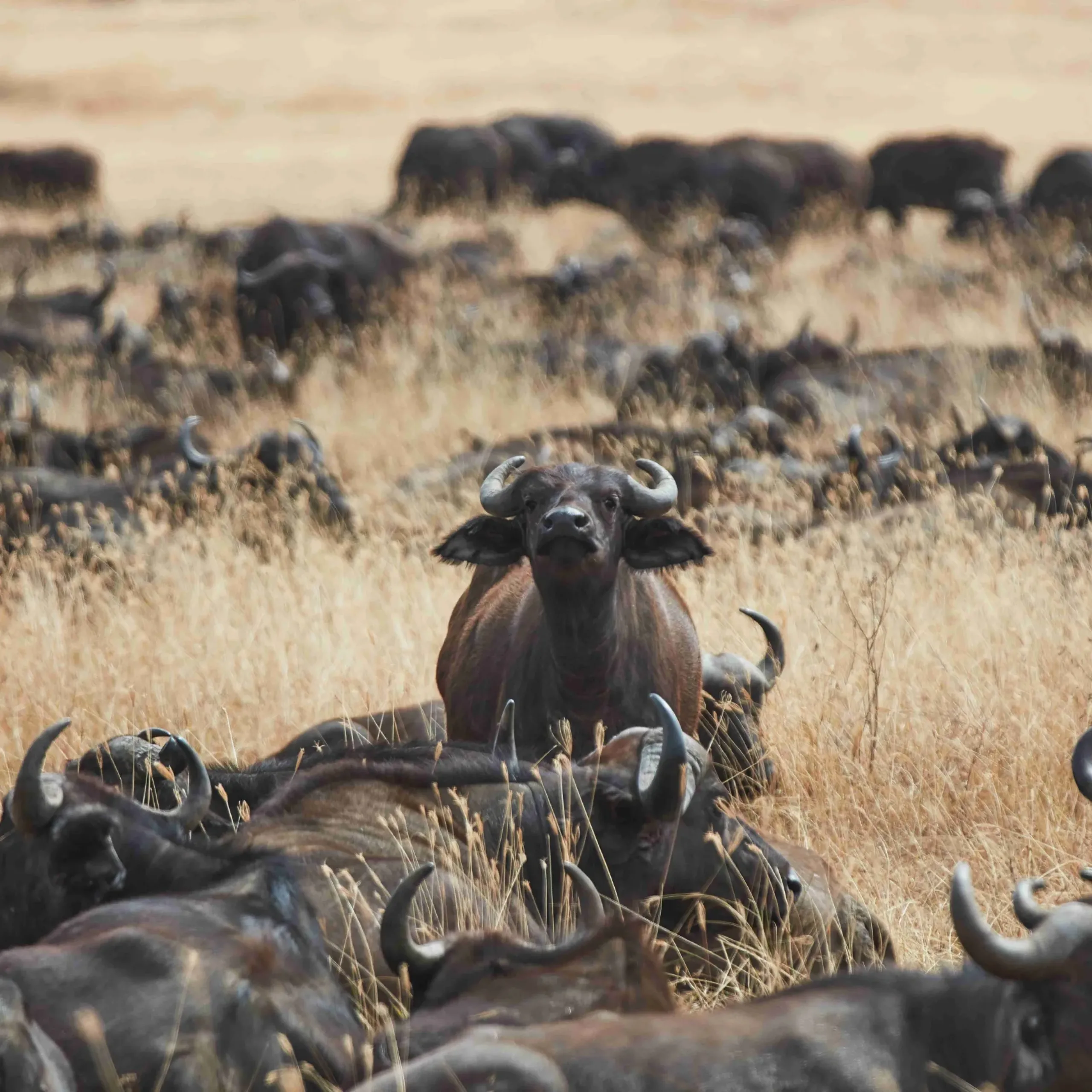 buffalo