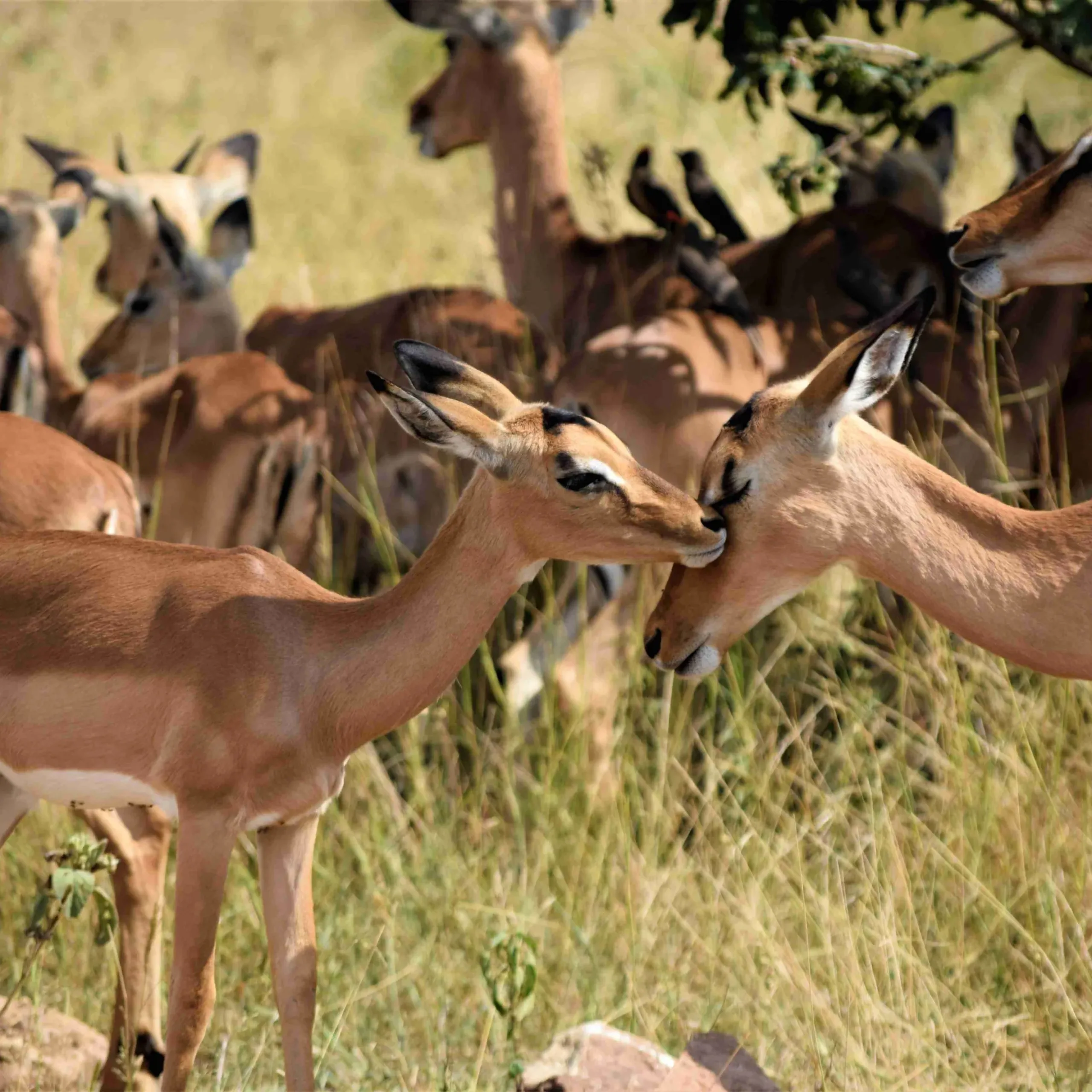 A close shot of a baby deer near its mother in a dry grassy field with a blurred background