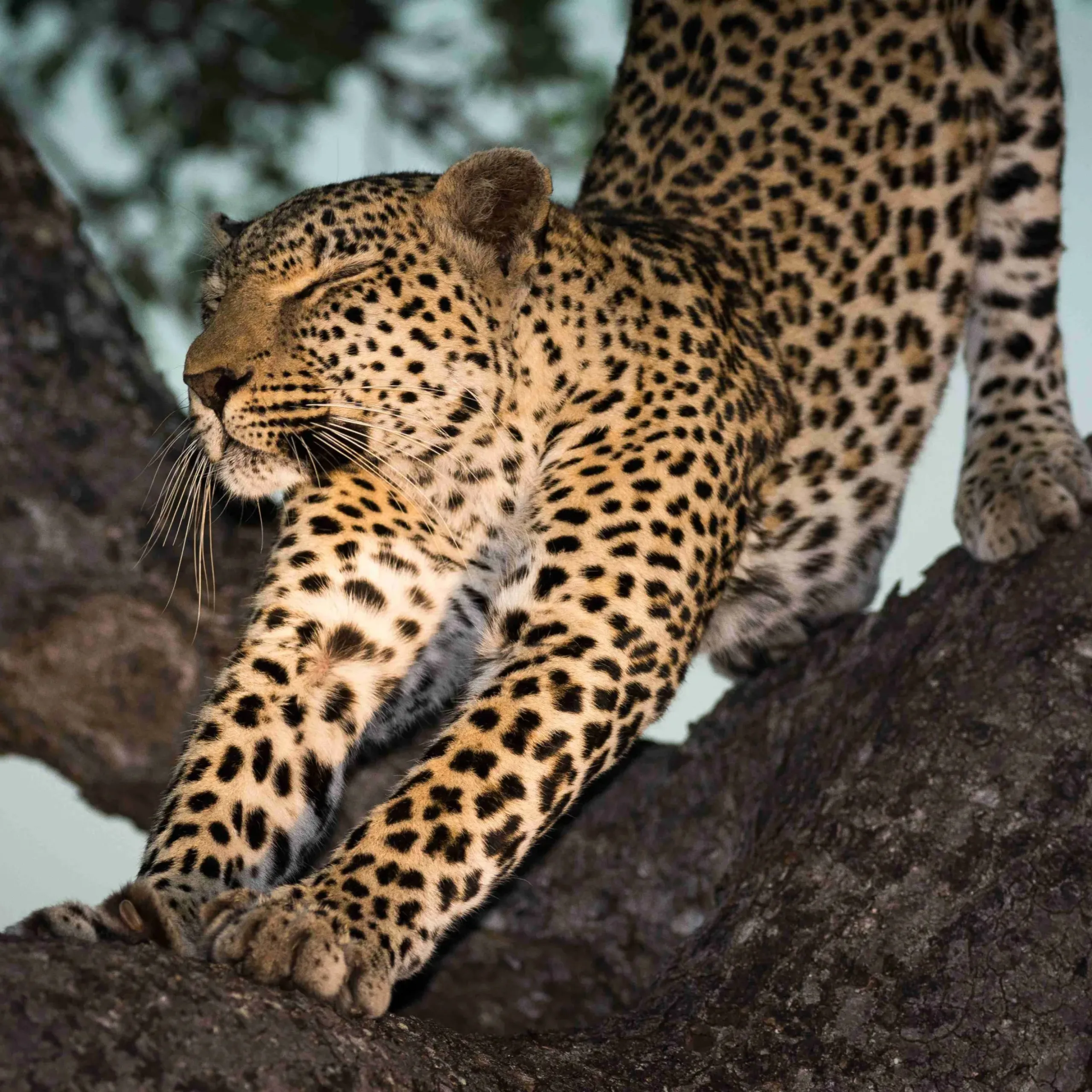 close-up-leopard-tree_result
