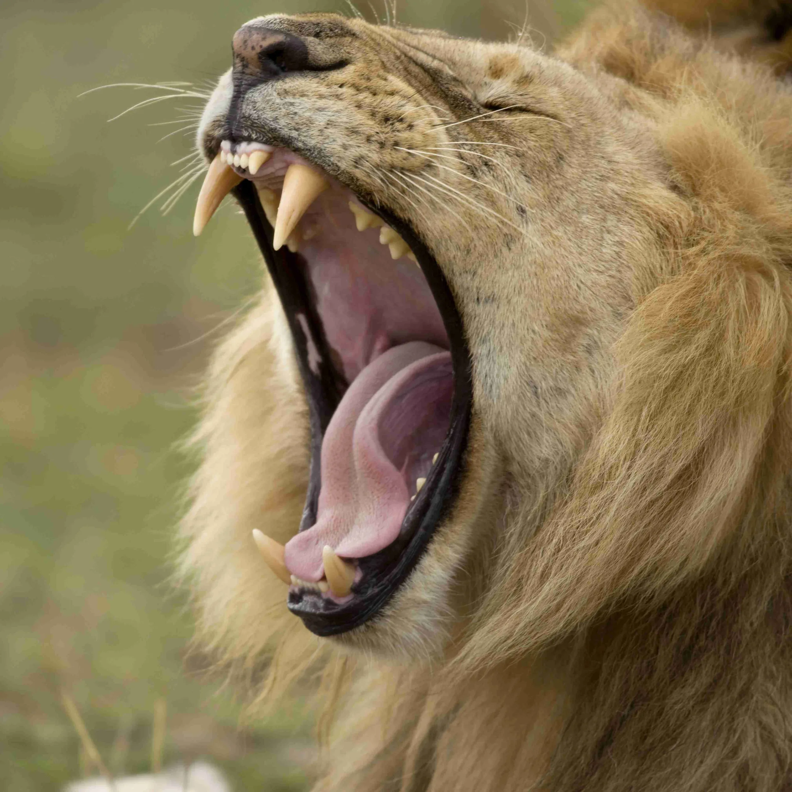Close-up of Lion yawning, Serengeti National Park, Serengeti, Tanzania, Africa