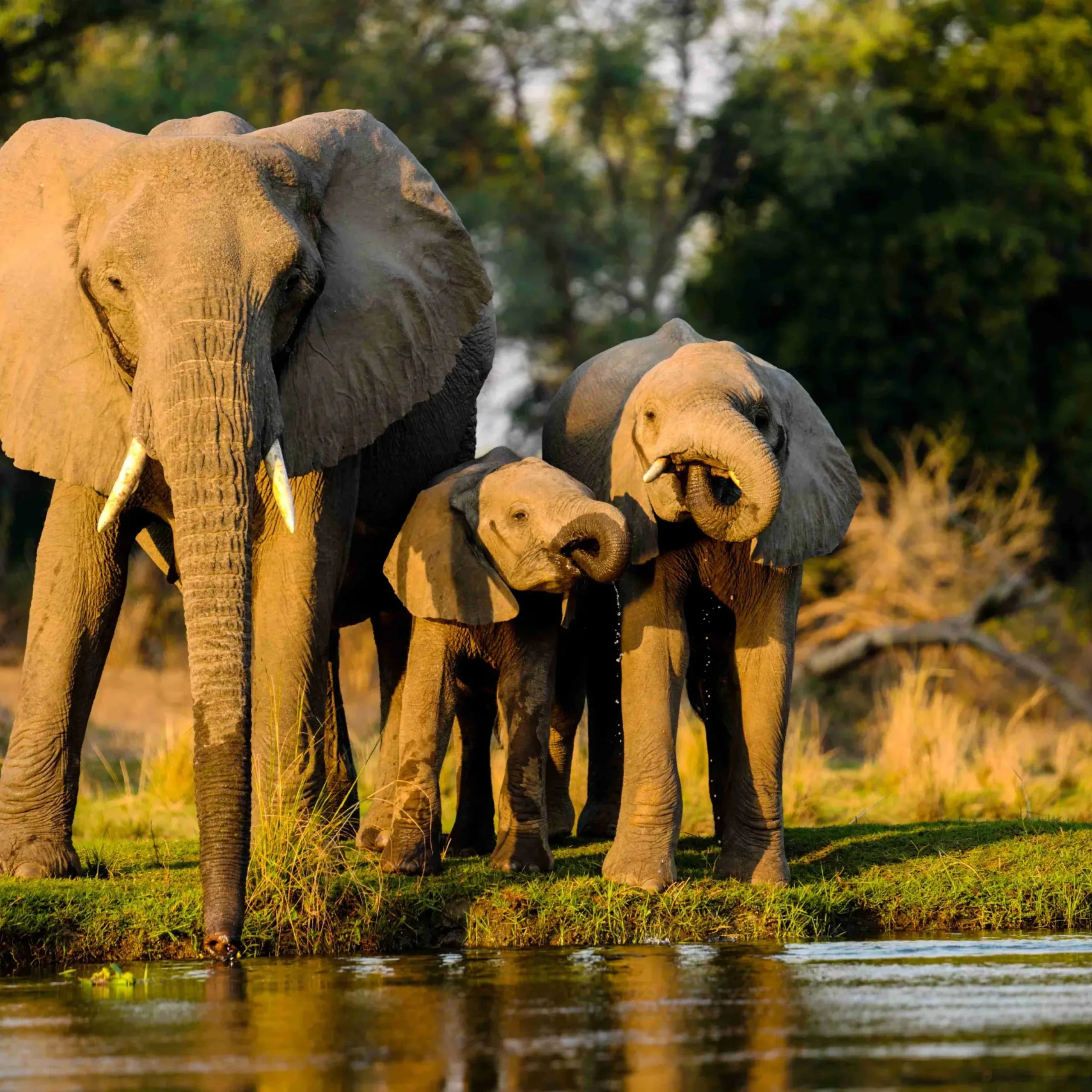 A closeup shot of elephants standing near the lake at sunset