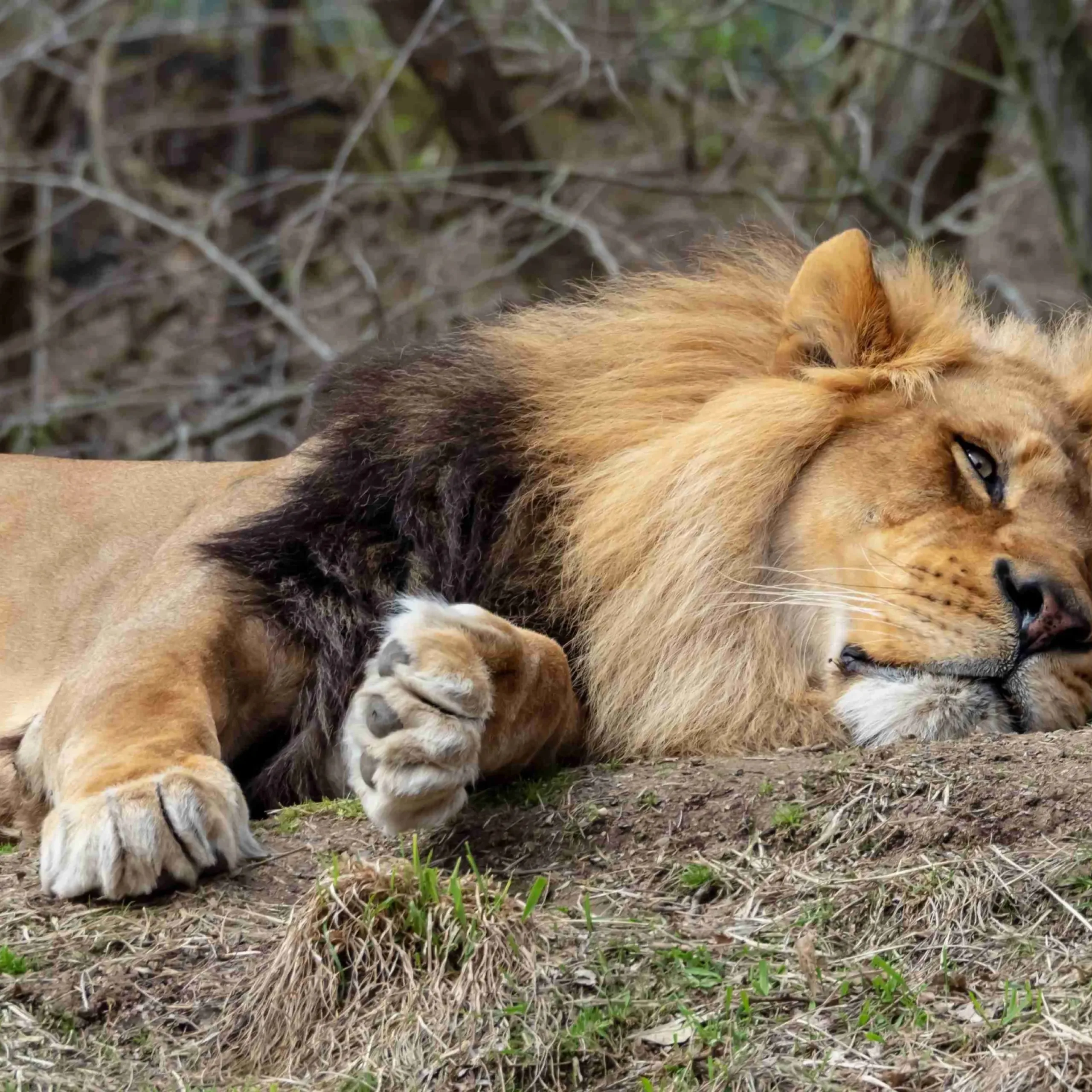 A closeup shot of a lion laying on the grass with woods on the background