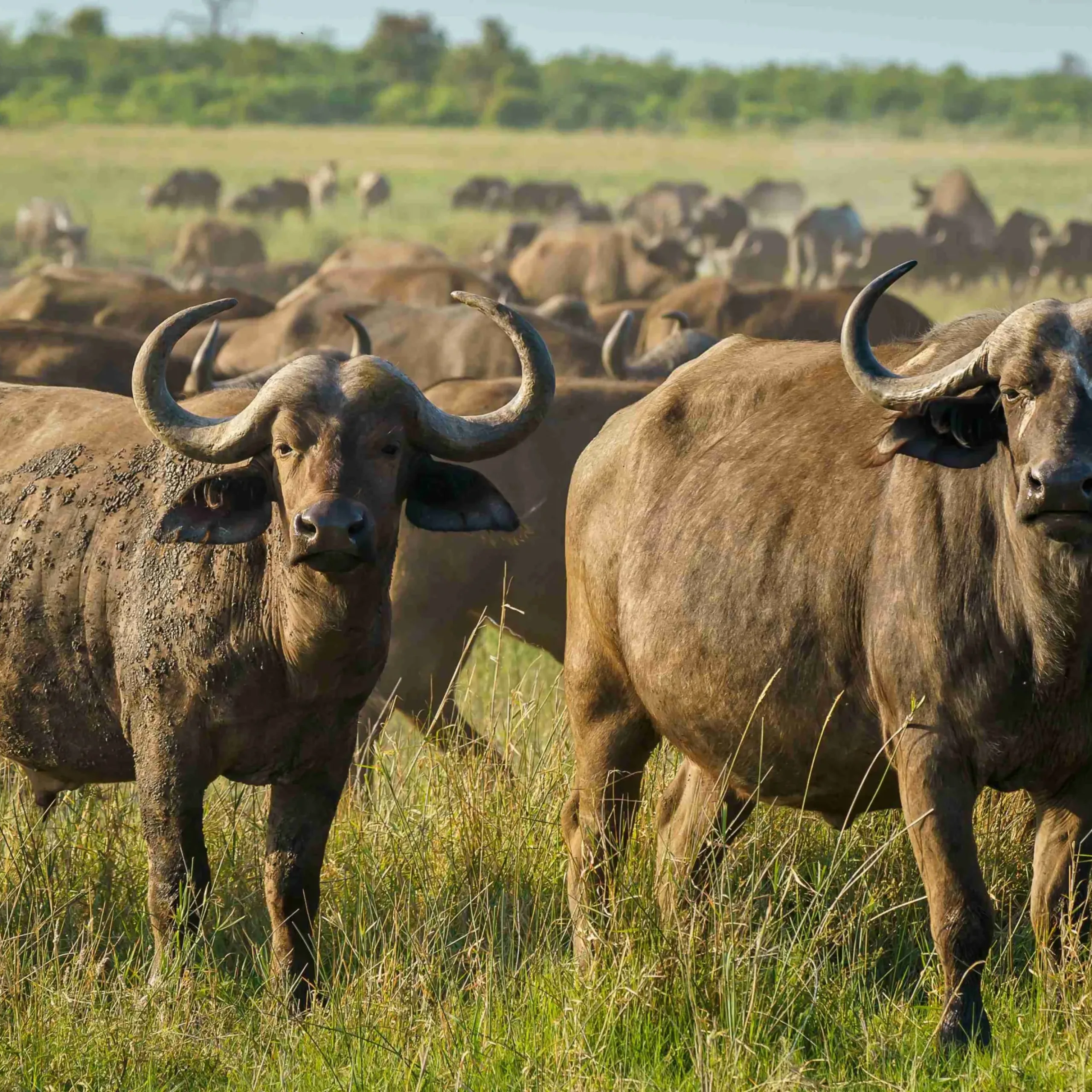 A closeup shot of obstinacy of buffalo in a green field on a sunny day
