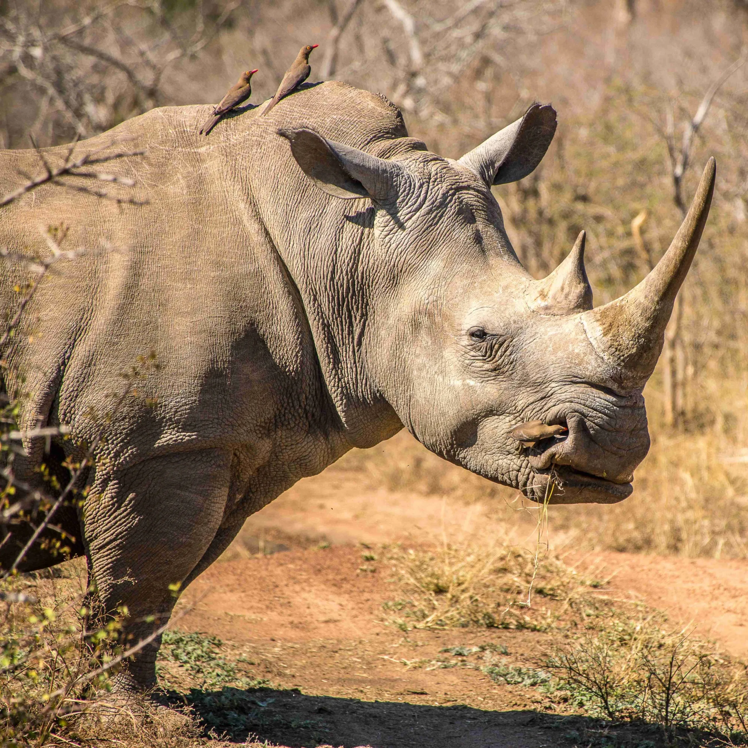 A closeup shot of a rhino standing on a dry field during daytime