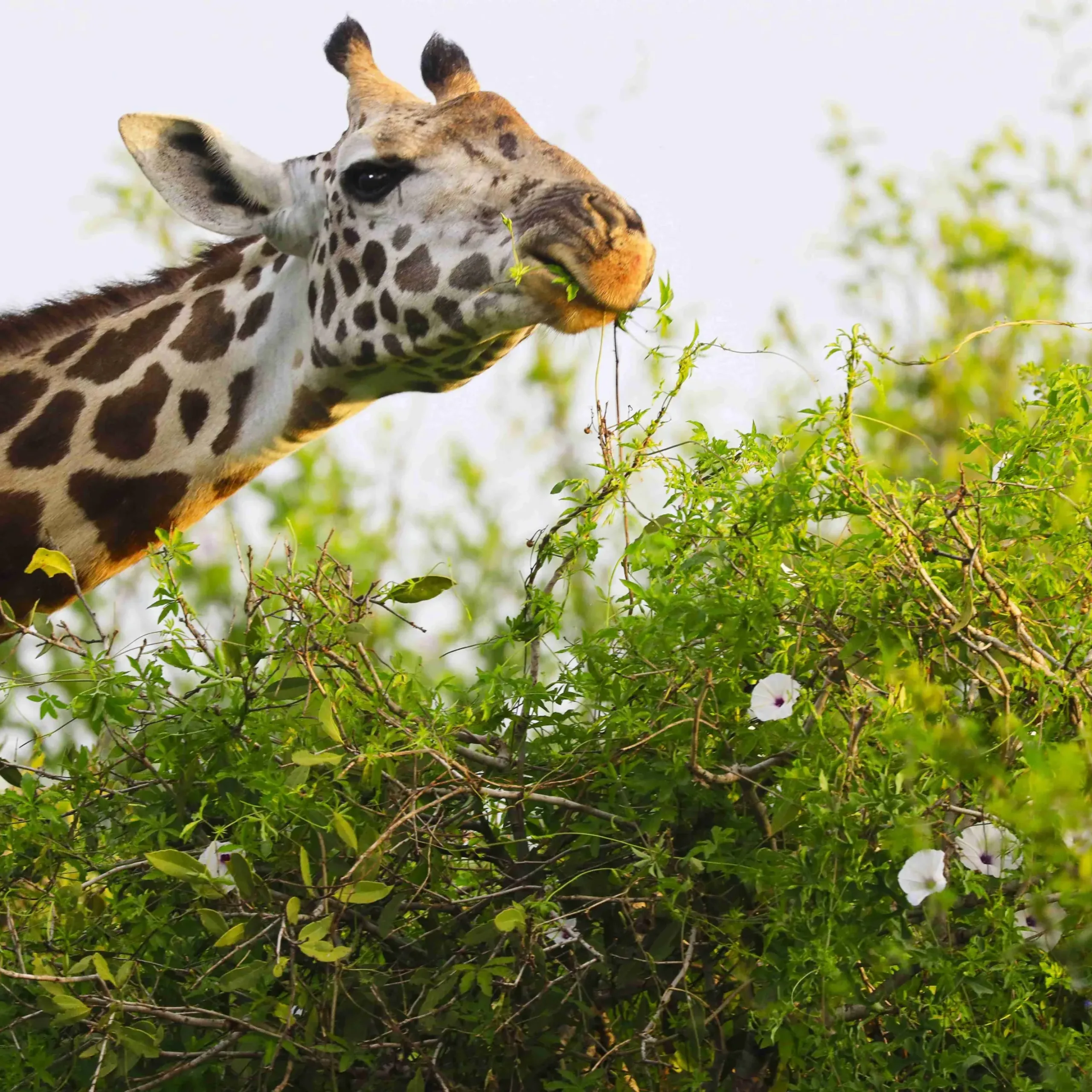 A cute Massai Giraffe in Tsavo East National park, Kenya, Africa