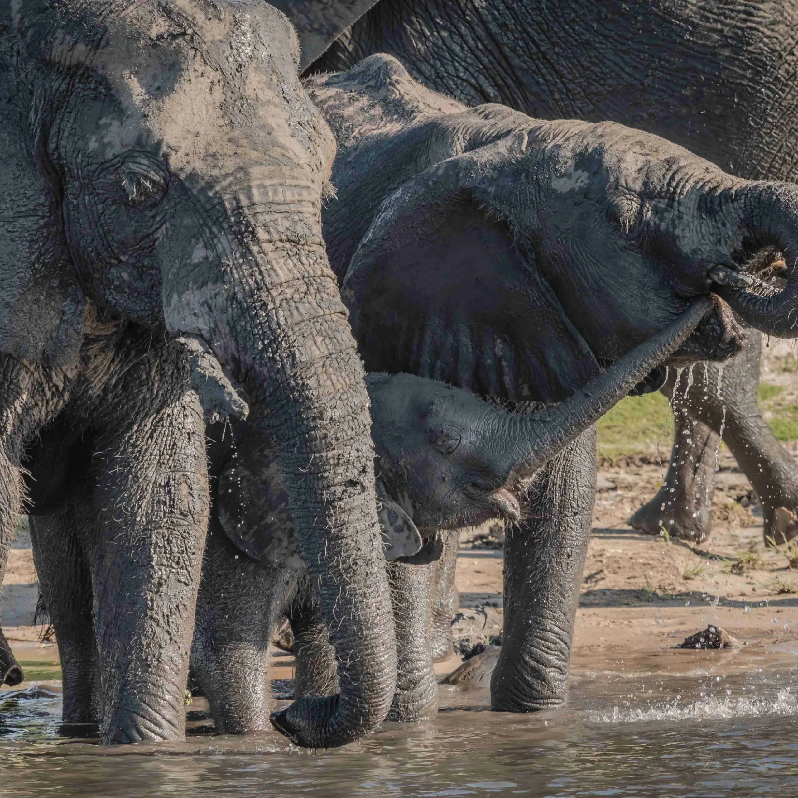 A group of elephants drinking water near the lake during daytime