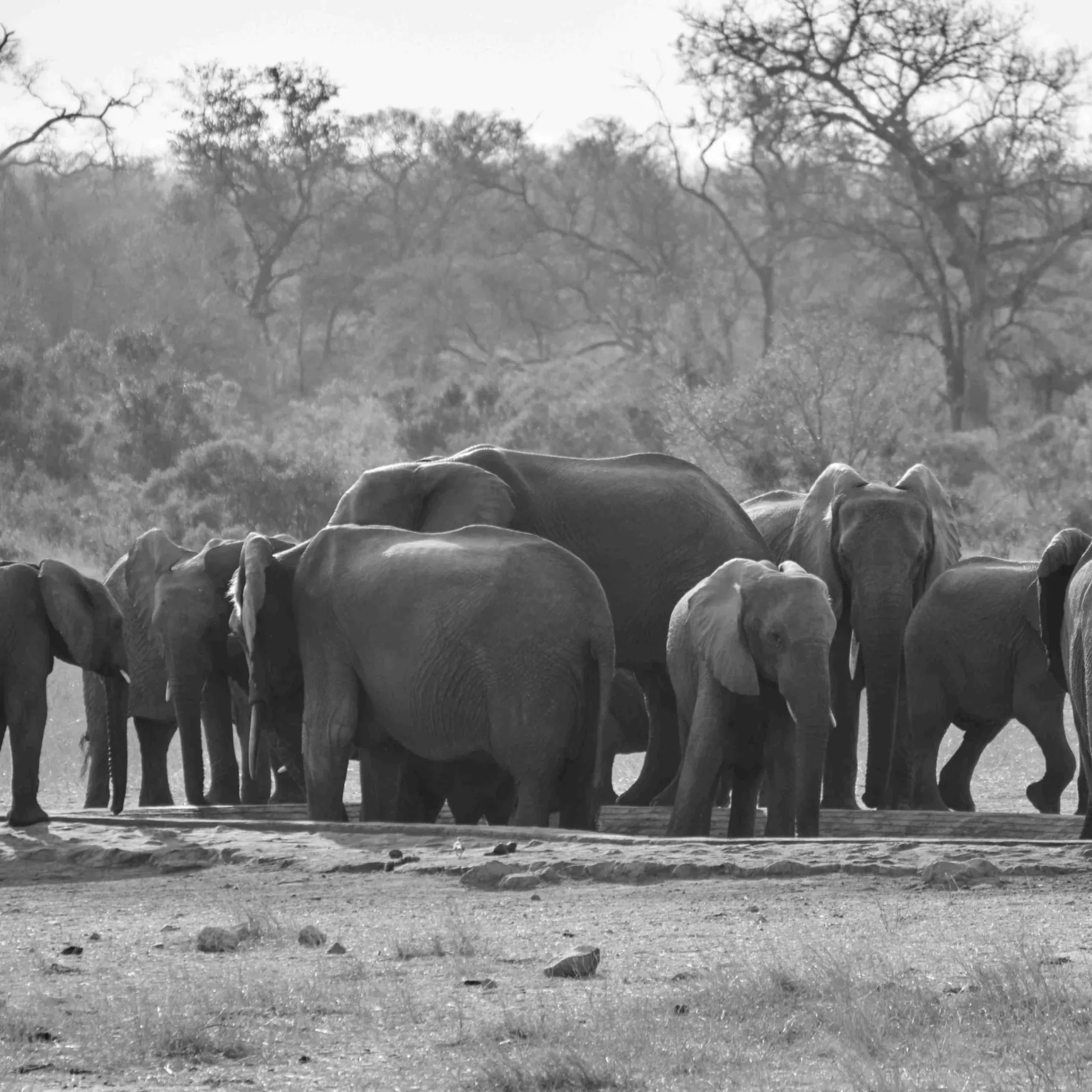 elephants-field_result