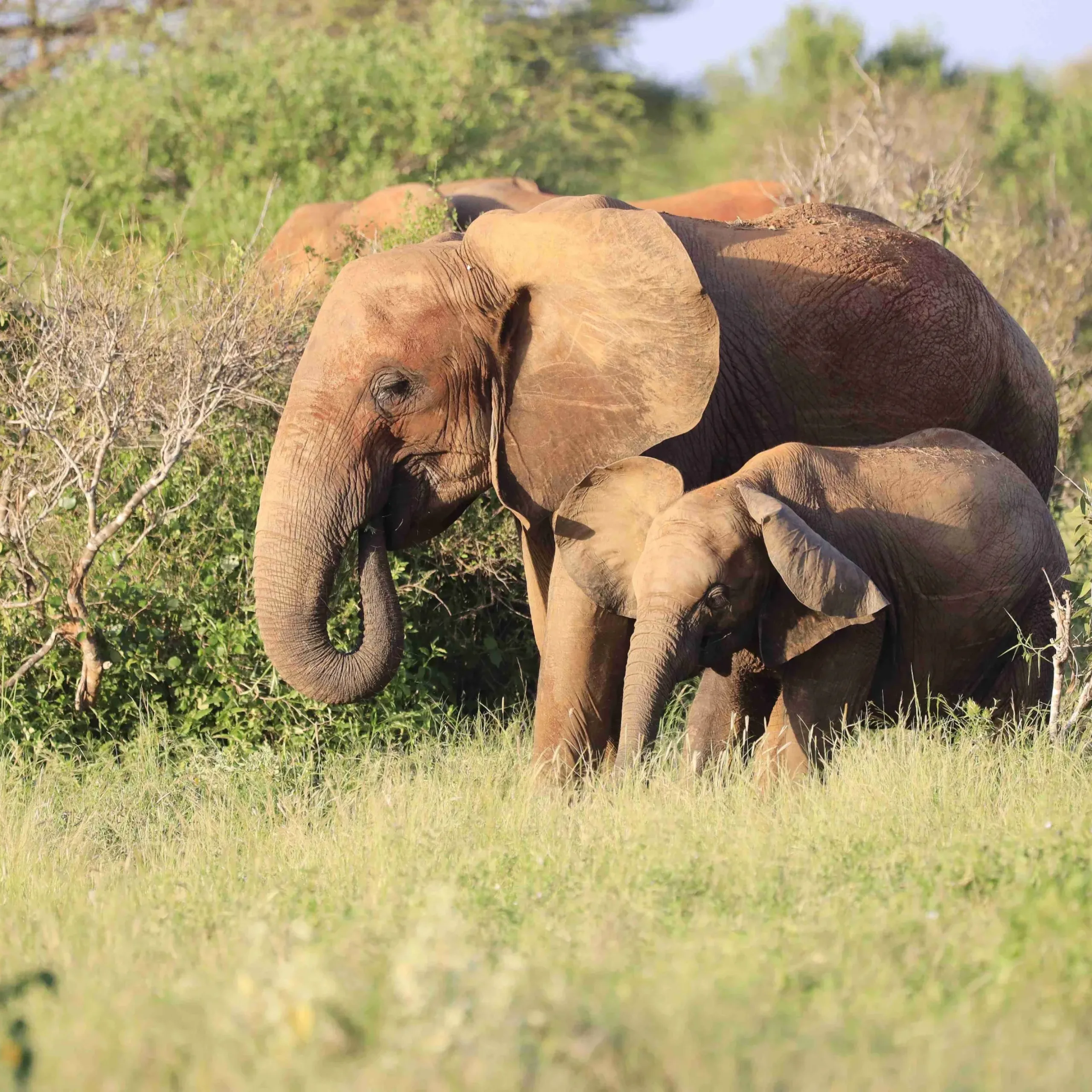 Two elephants standing next to each other in Tsavo East National park, Kenya