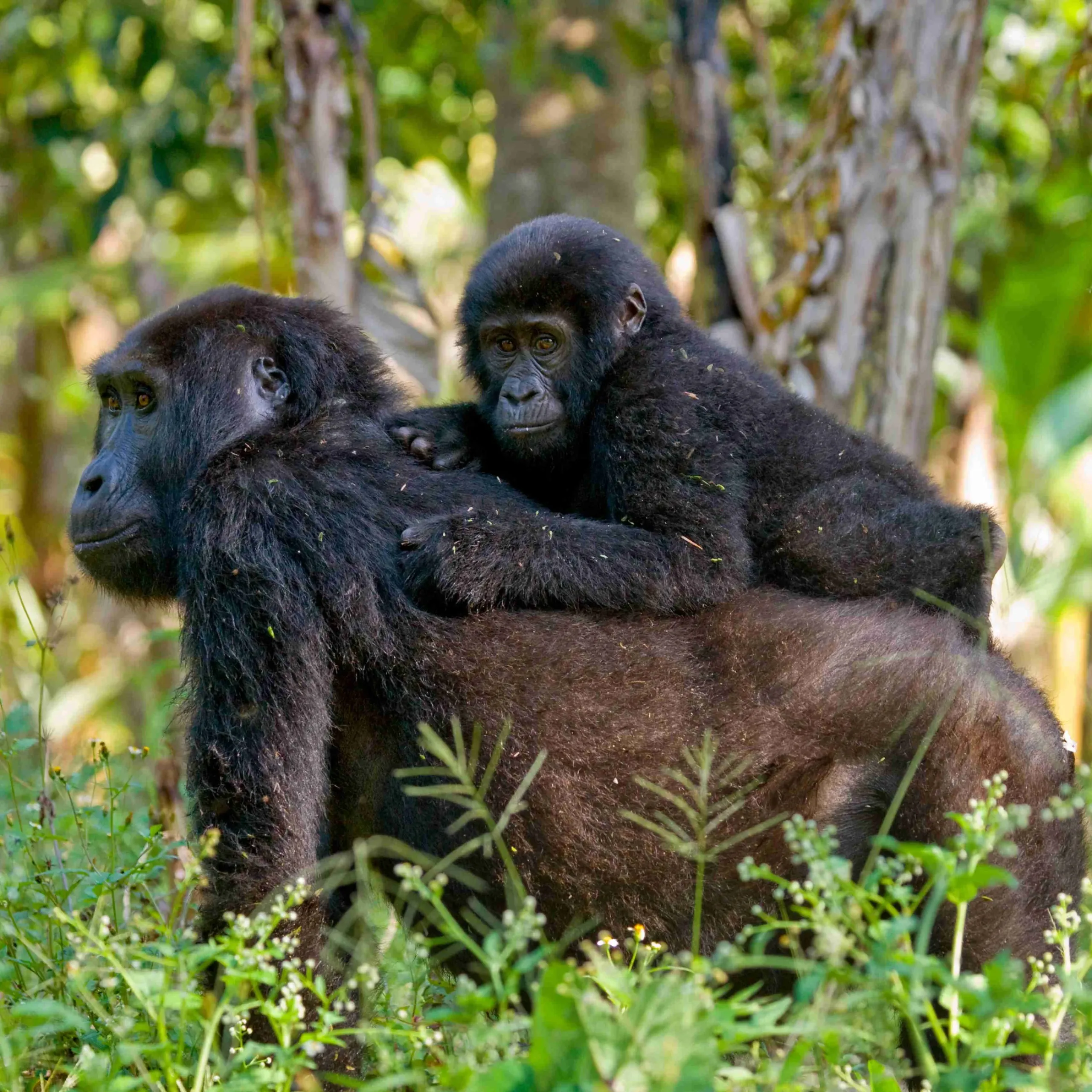 Female mountain gorilla with a baby. Uganda. Bwindi Impenetrable
