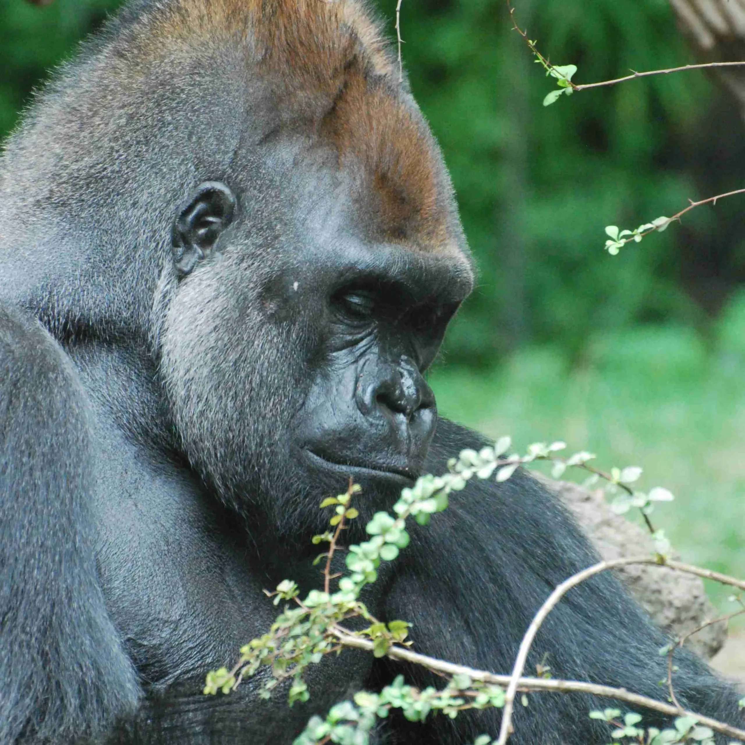 Great face of a silverback gorilla looking very solemn.