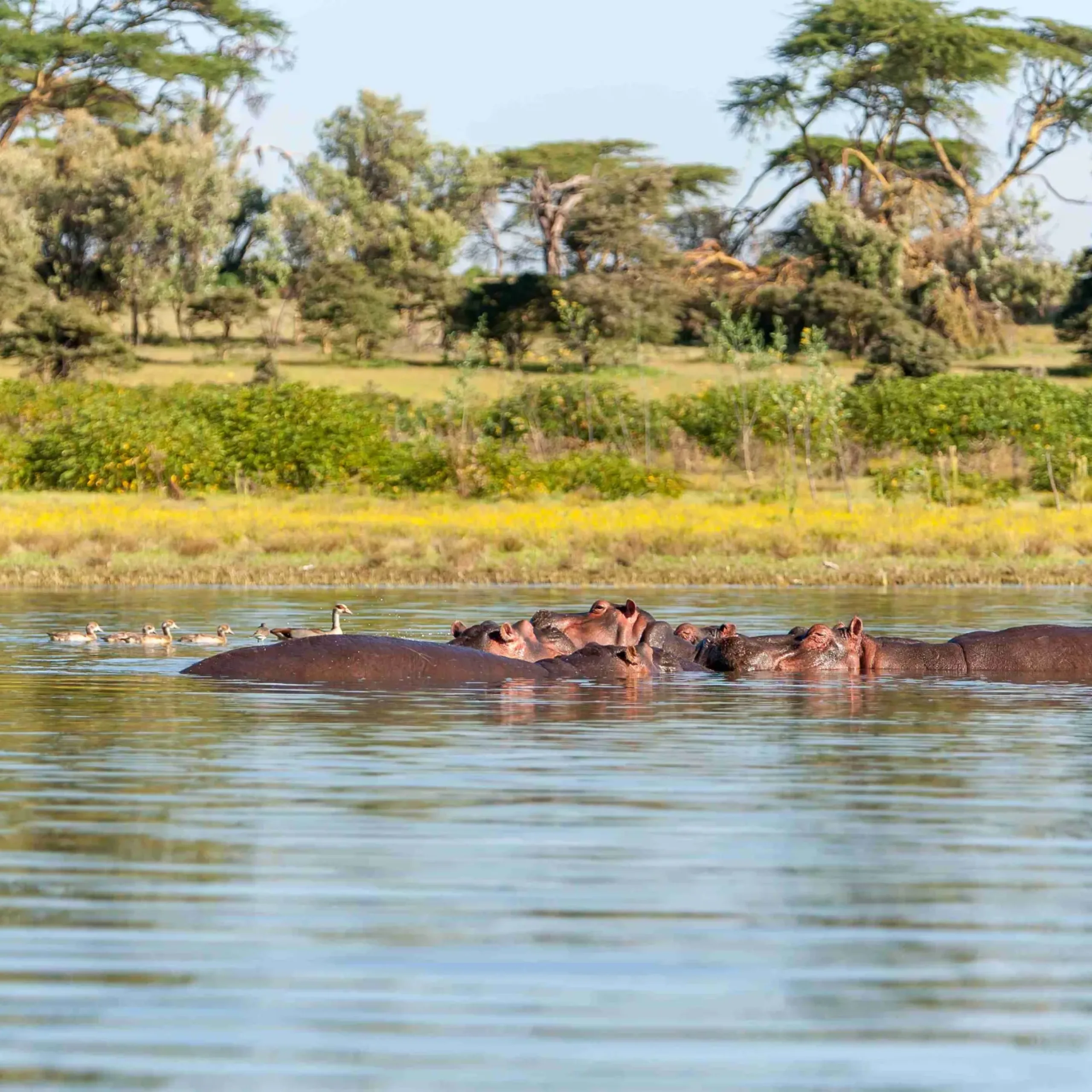 Group of hippopotamus in water, southern Africa