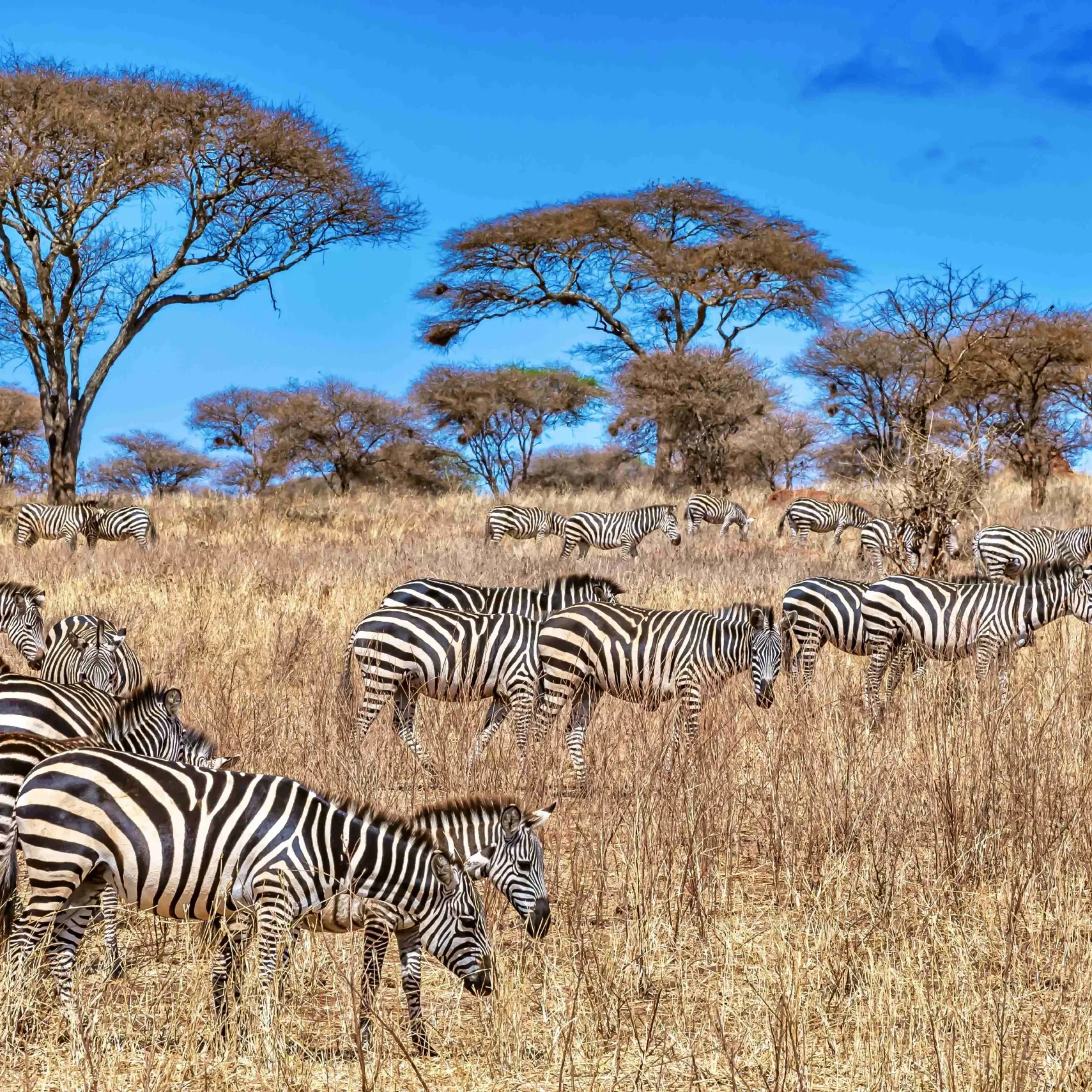 A field covered in the grass surrounded by zebras under the sunlight and a blue sky at daytime