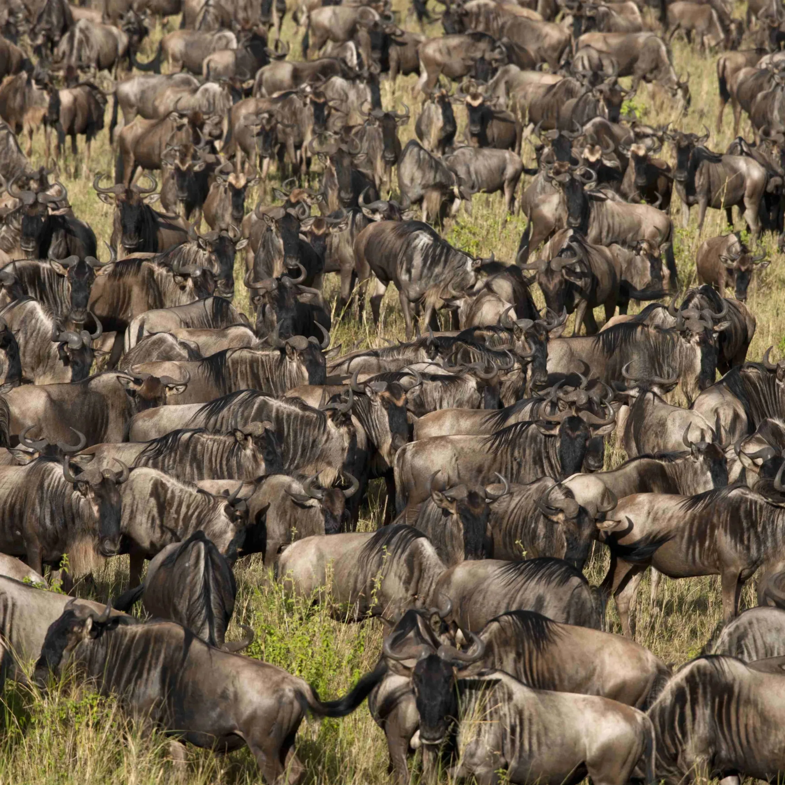 Herd of Wildebeest at the Serengeti National Park, Tanzania, Africa