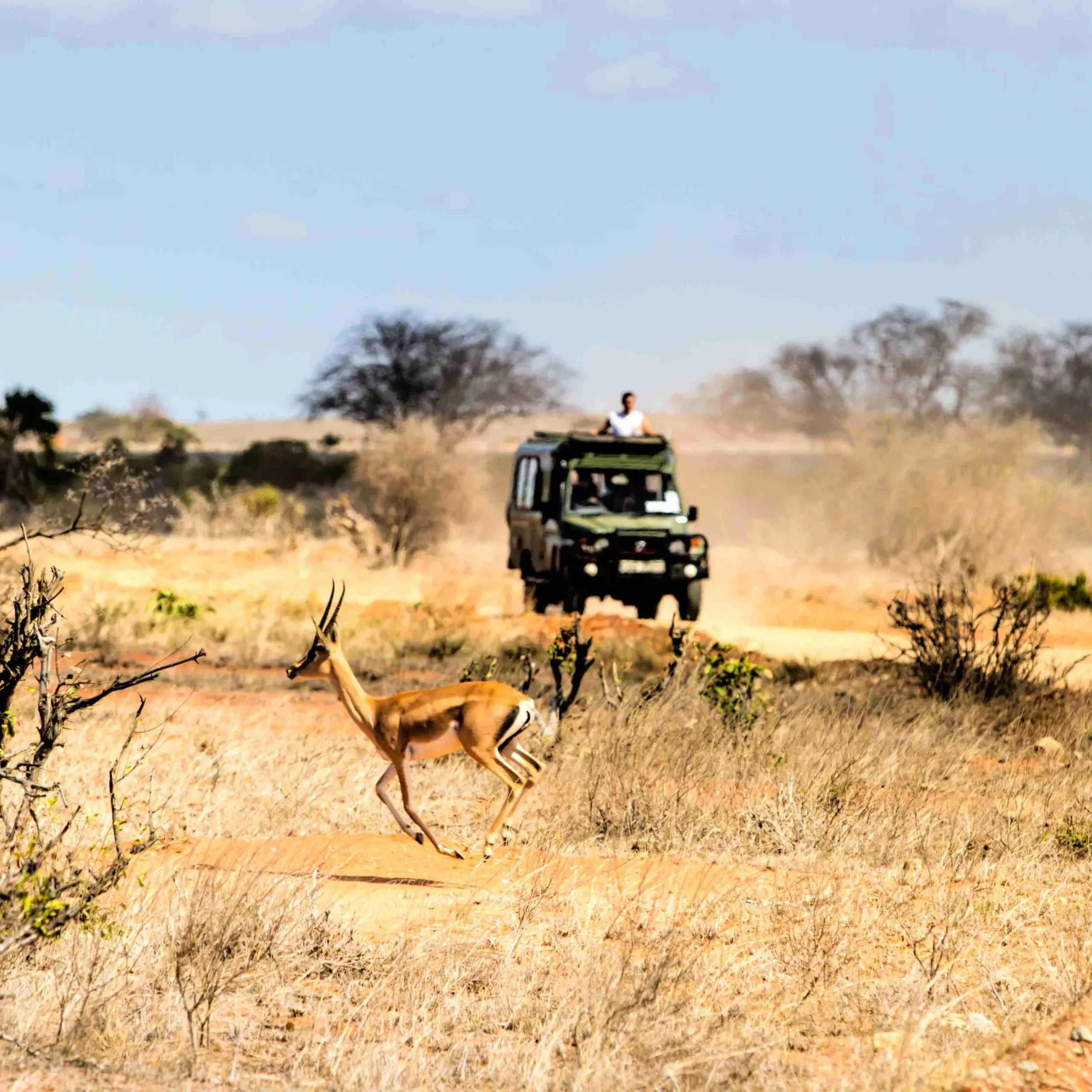 Safari car on tour