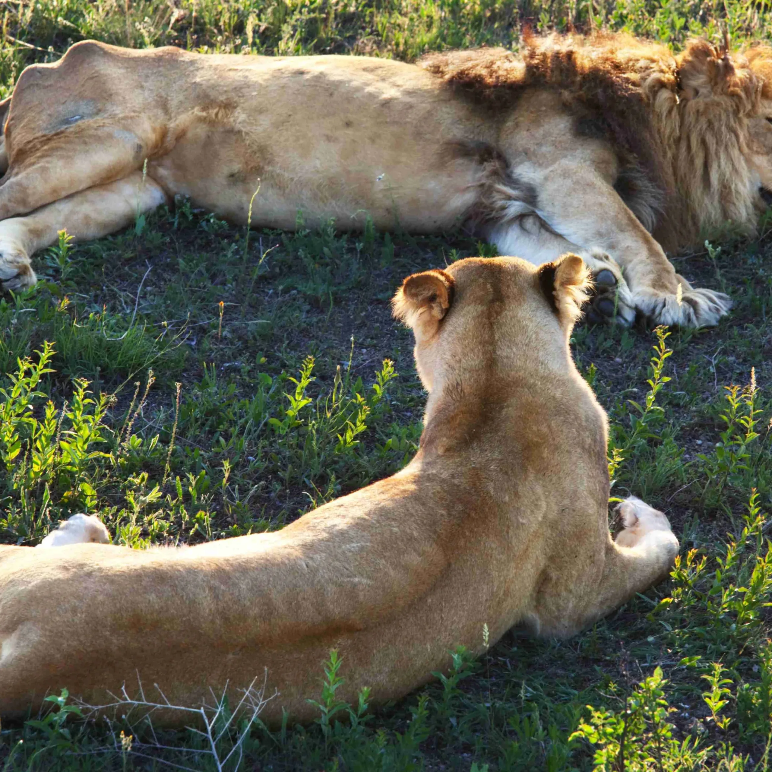 lion