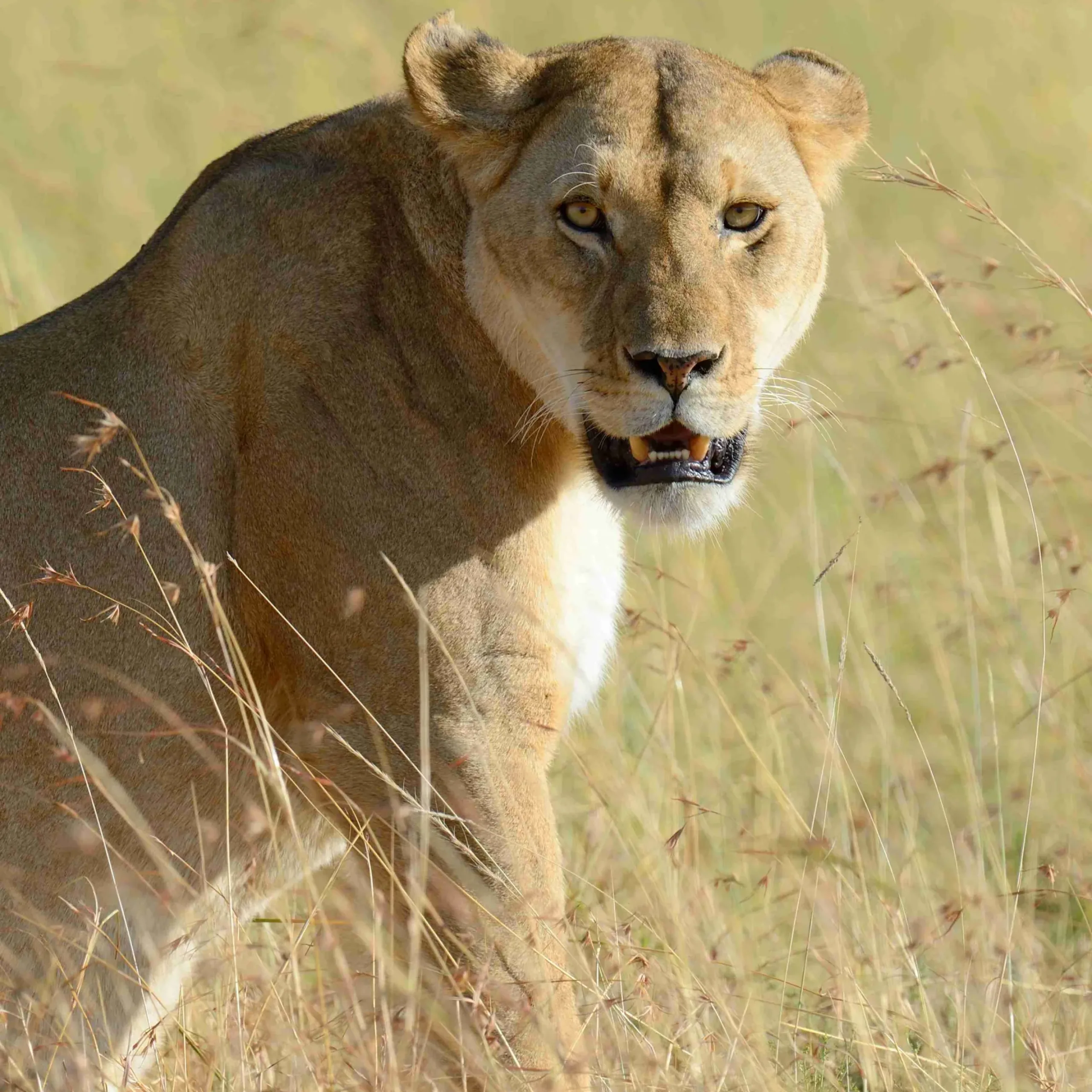Close lion in National park of Kenya, Africa