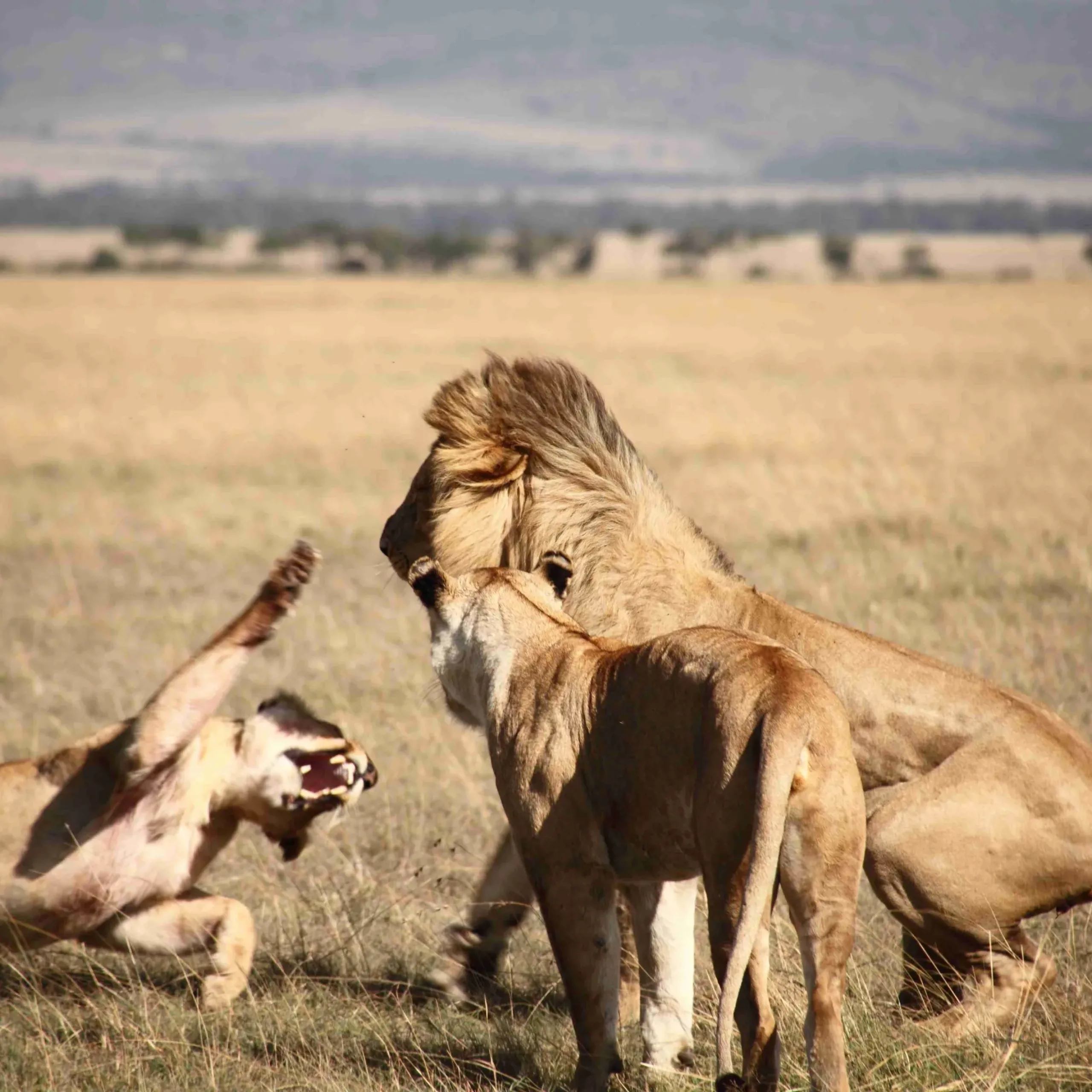 lions-field_result