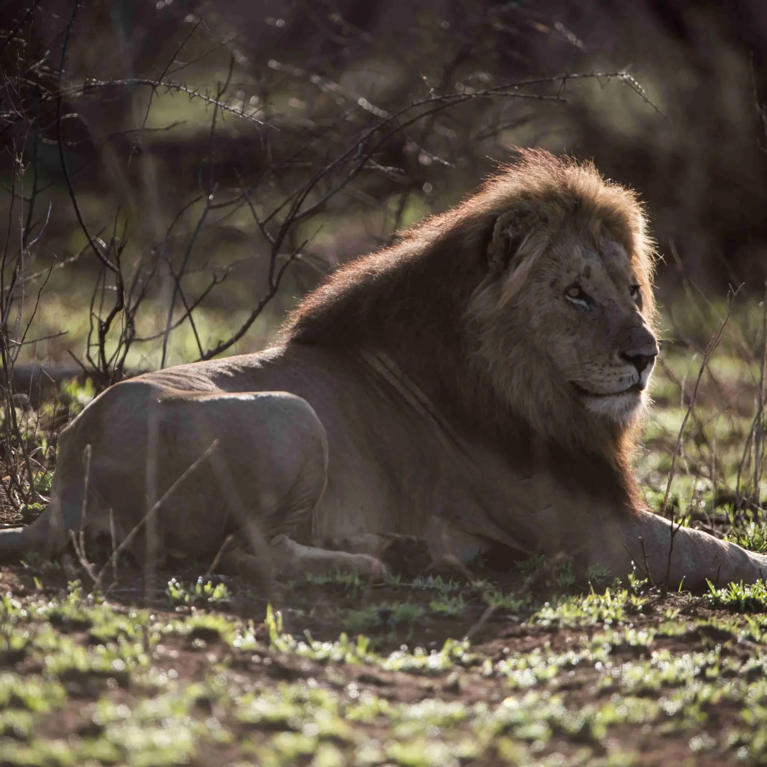 A male lion resting on the ground with a blurred background