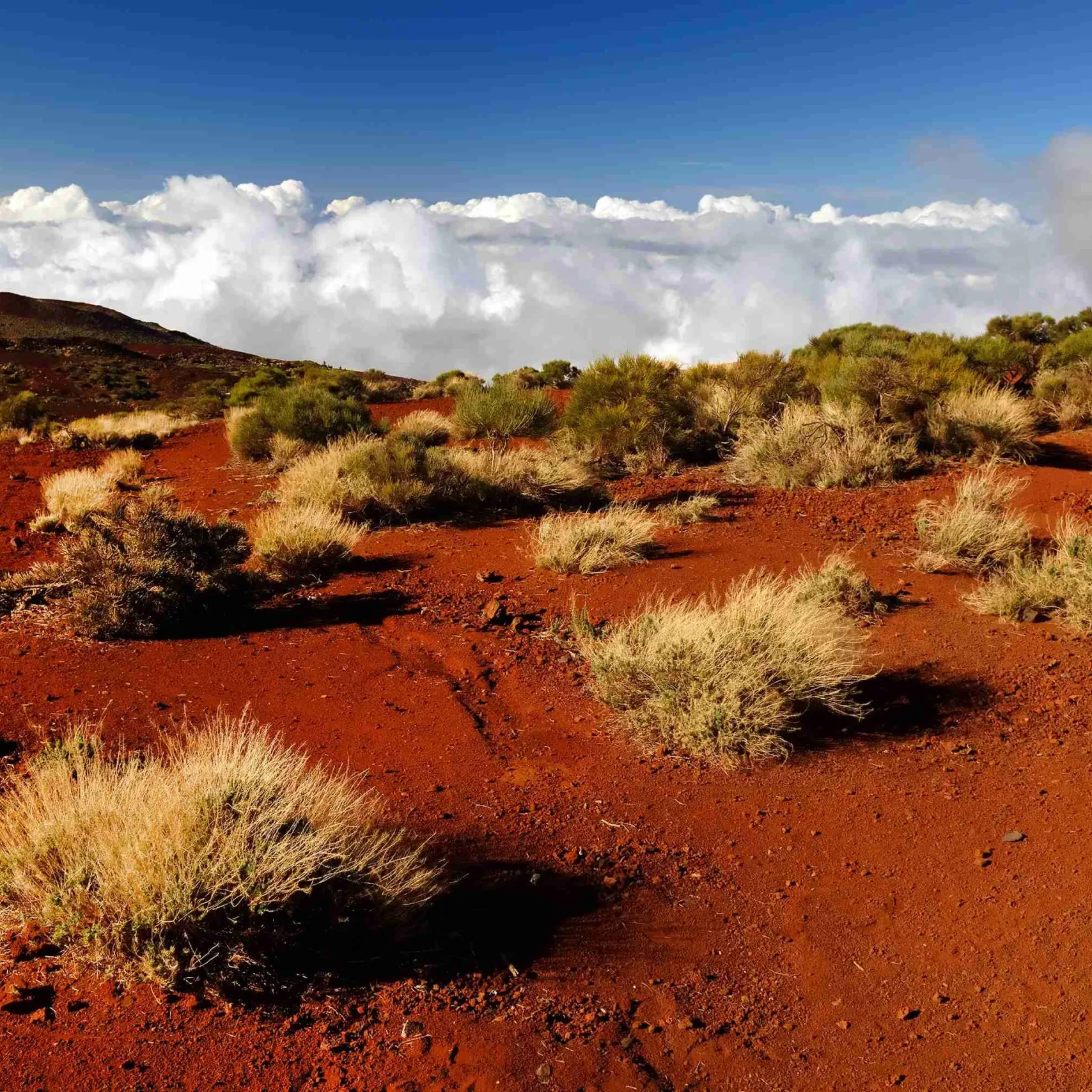 plants-growing-mountain-el-teide-national-park-against-cloudy-sky_result