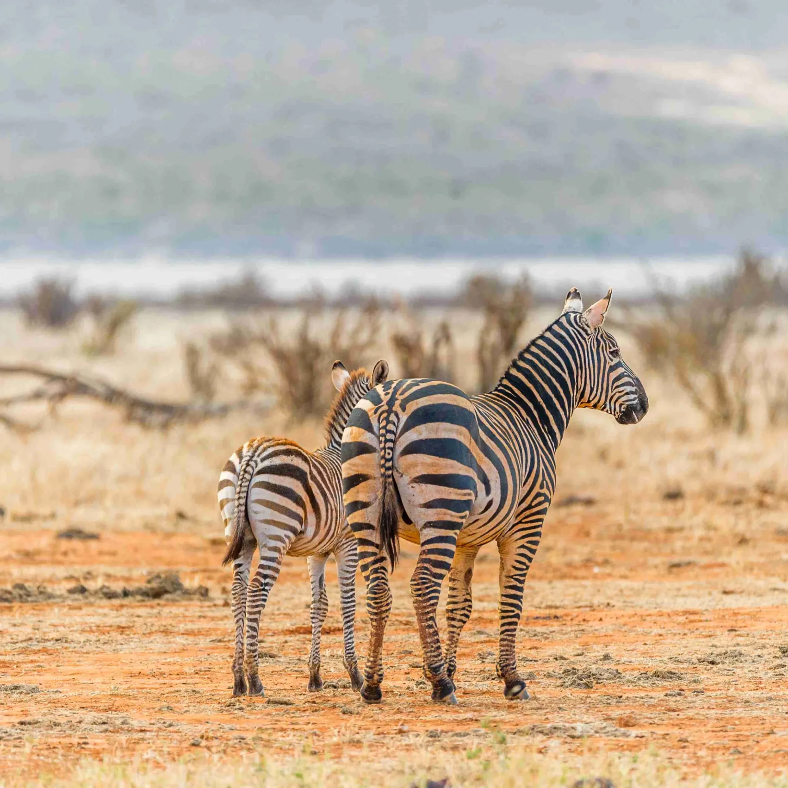 rear-view-zebras_result