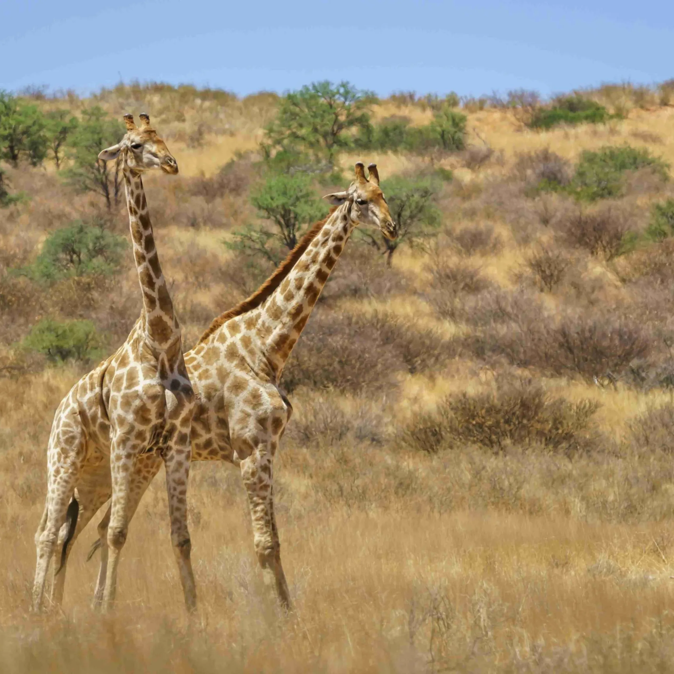 Two shadow-fighting giraffes in a bushy land at daytime