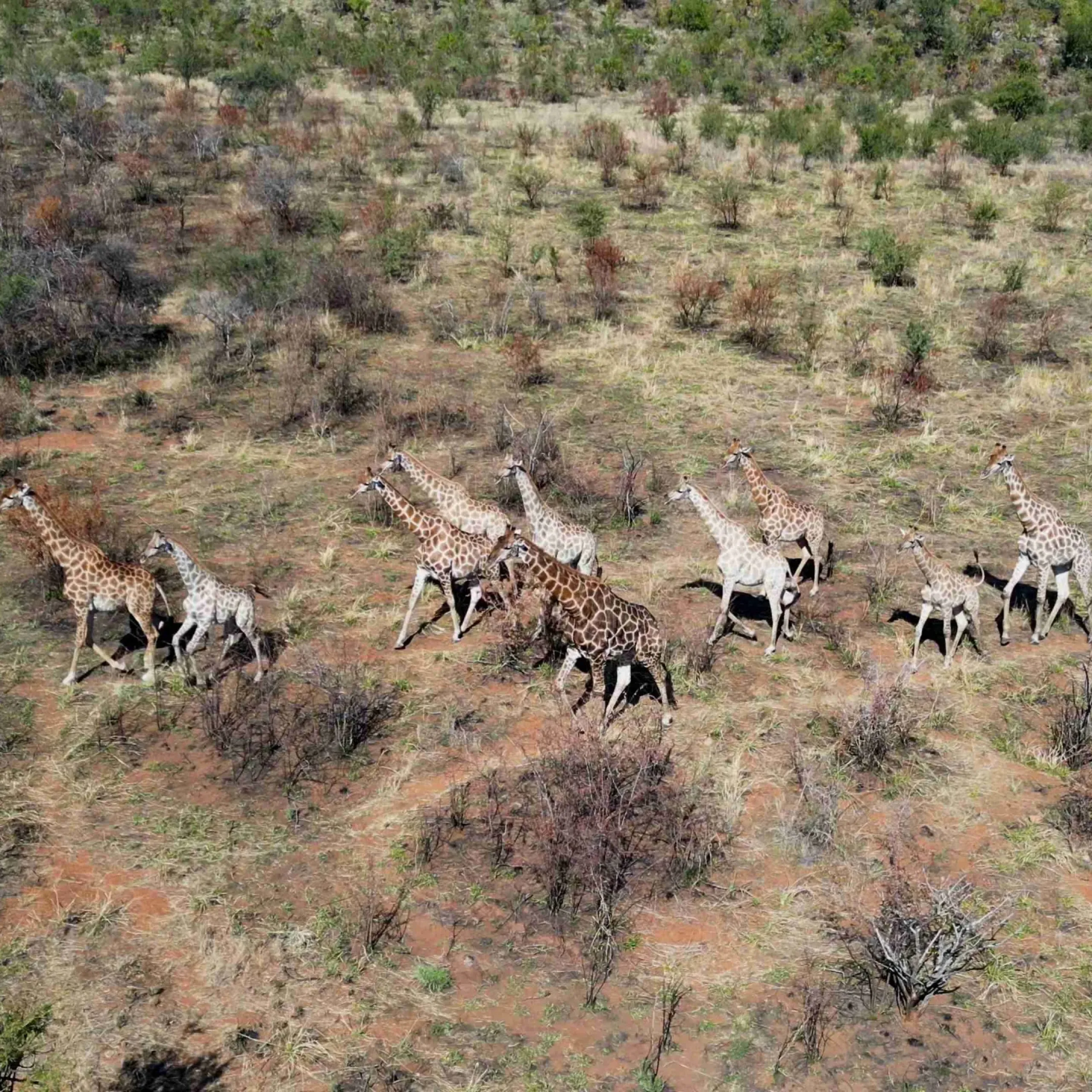 stunning-safari-trip-pilanesberg-national-park-south-africa_result