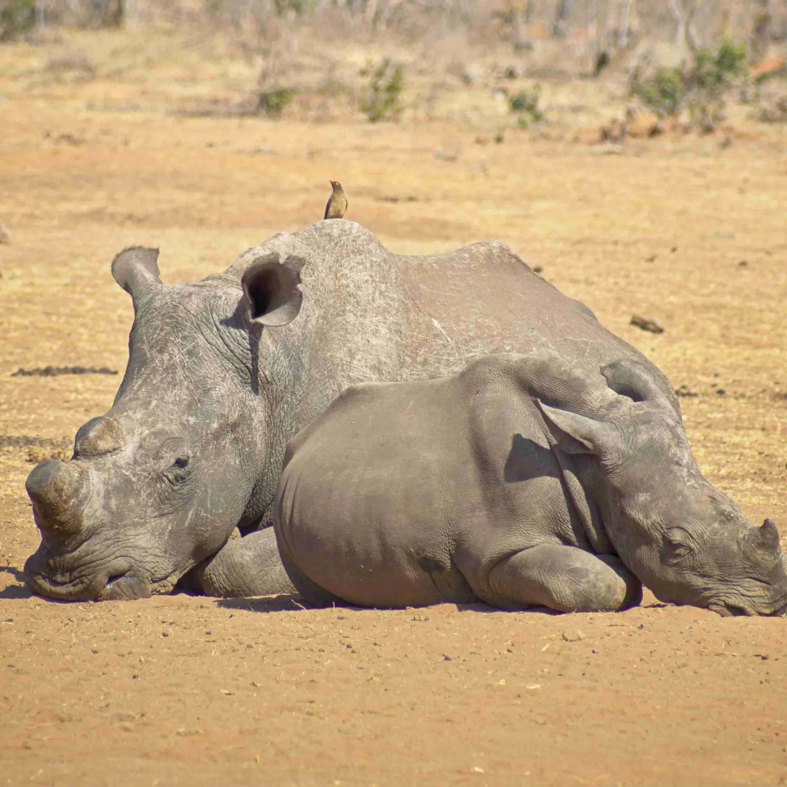 Rhino missing a horn relaxing on the savannah with a calf in the sun