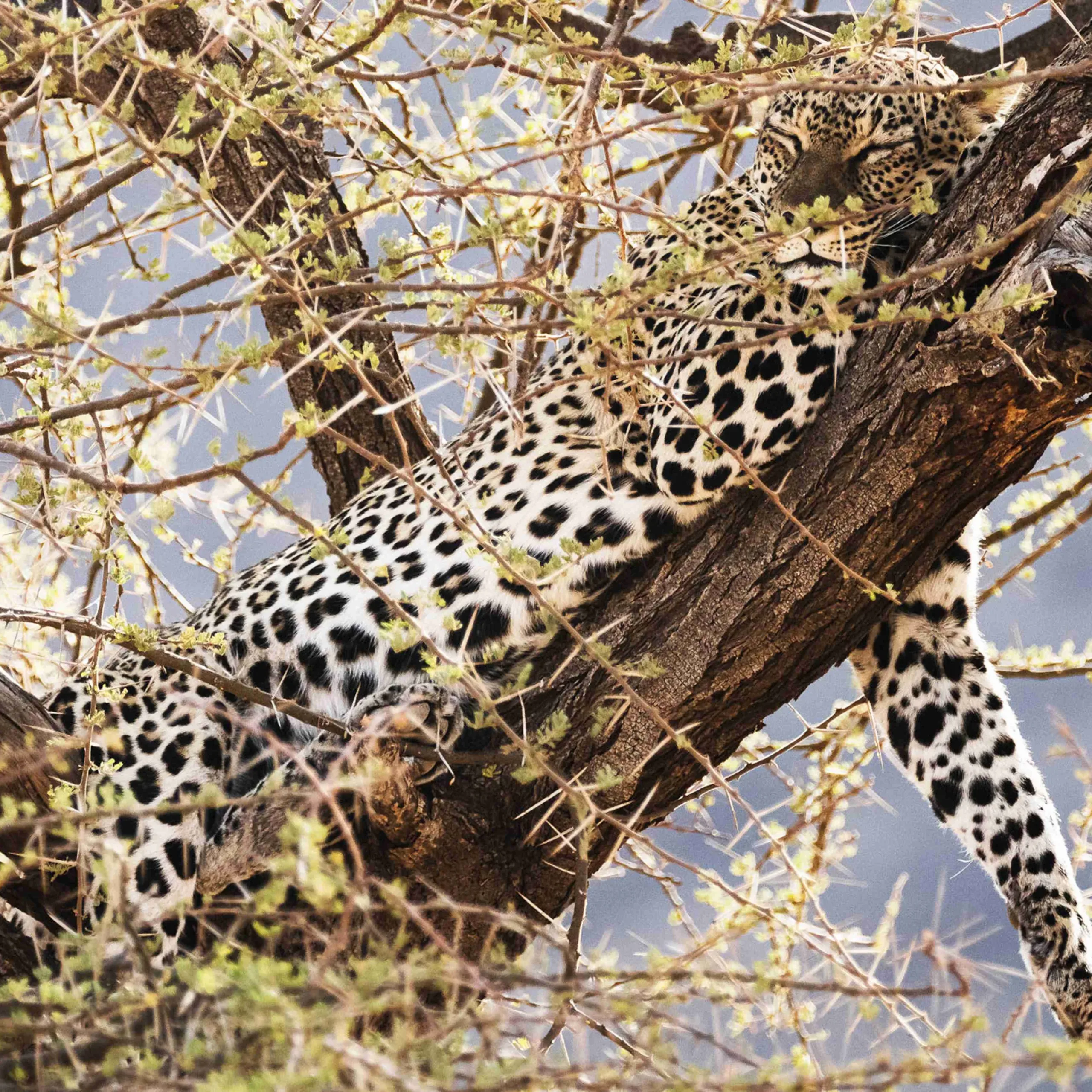 view-cat-tree_result