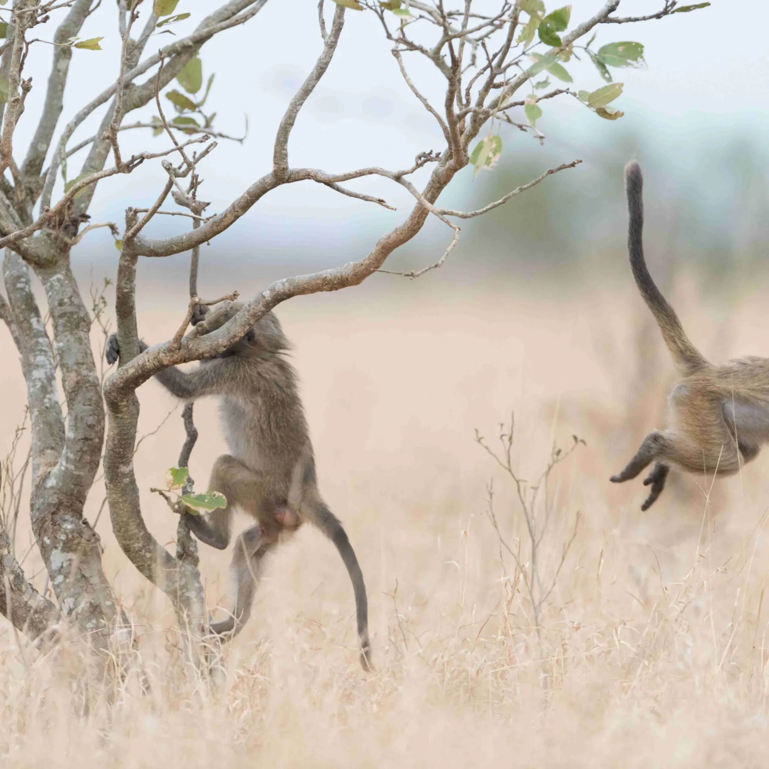Baby baboon in the wilderness of Africa